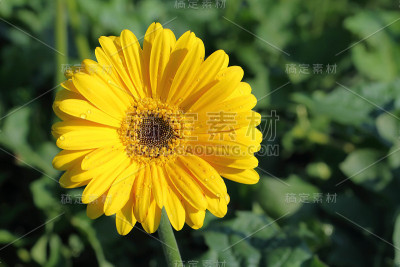 黄色的花