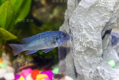 一只年轻的蓝色马拉维慈鲷