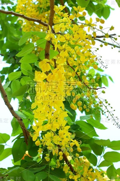 金黄色的花