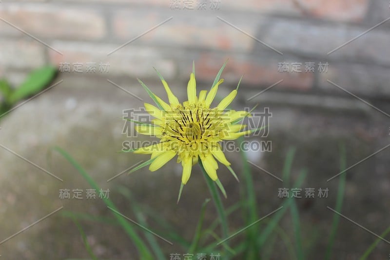 黄色的蒲公英flower.Tragopogon.Salsify