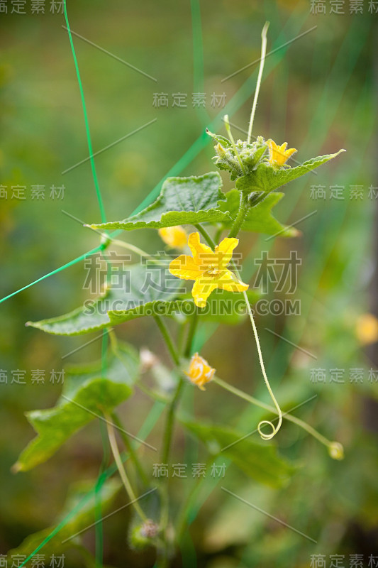 黄瓜的植物。黄色的花和绿色的叶子