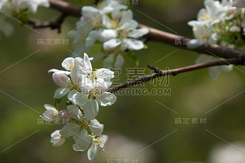 苹果花