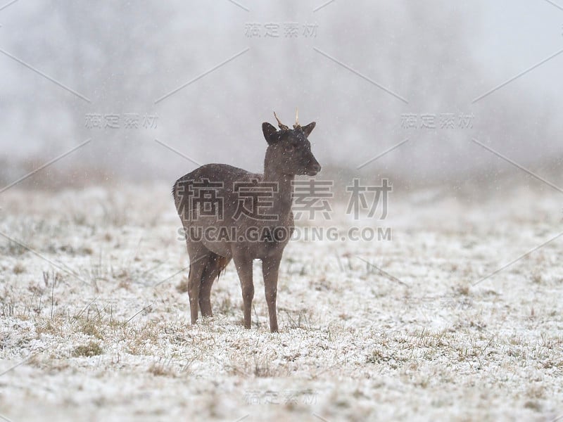 法洛鹿， 夫人