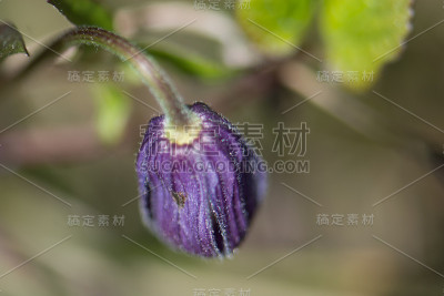 西方蓝色铁线莲