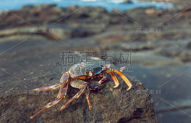 螃蟹爬出岩石越过海浪。发现自然、旅游的理念