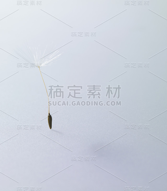 蒲公英