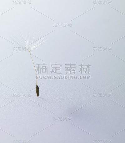 蒲公英