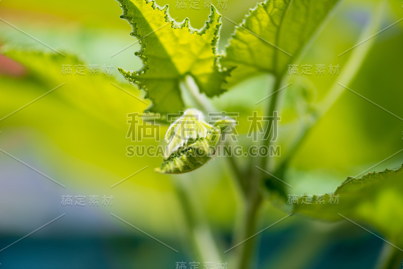 新芽、花、叶等丝瓜类植物在自然界多有小昆虫