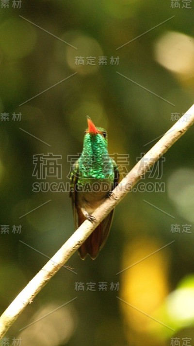 红尾蜂鸟栖息在一根小树枝上