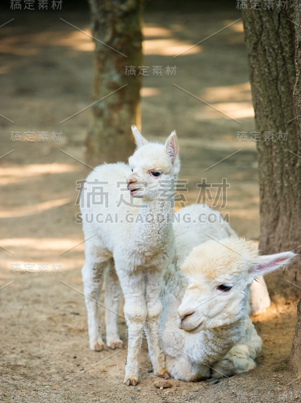 小羊驼克里亚和它的妈妈站在旁边