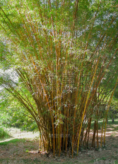 竹子的植物