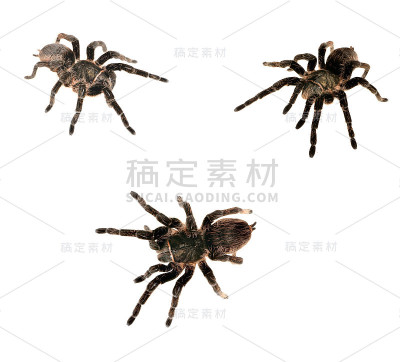 黑卷毛狼蛛分离