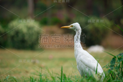 牛背鹭新