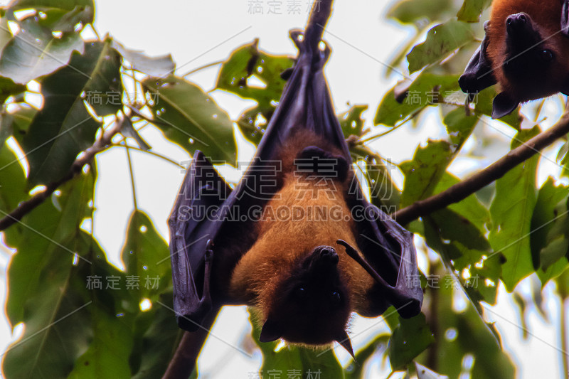 在泰国曼谷的Wat Po，泰国差春骚，用泰语说的Lyle's flying fox, Pteropu