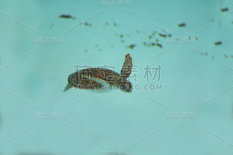 海龟与热带水域背景2