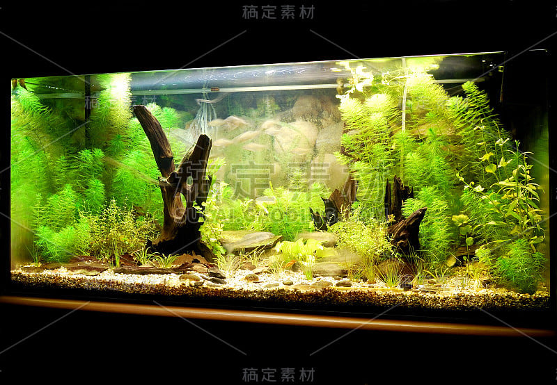 植物在水族馆