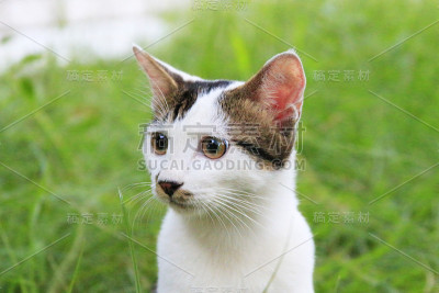 外面的小猫。