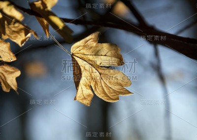 秋天的叶子