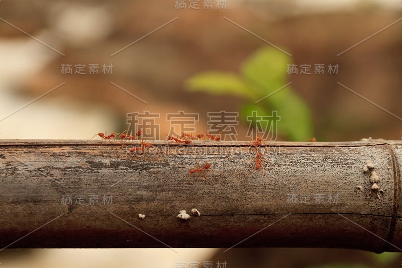 大自然中红蚂蚁的微距镜头。红蚂蚁非常小。文本的空闲空间。