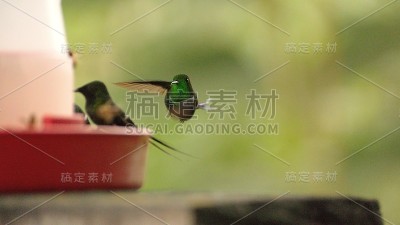 绿刺尾在蜂鸟喂食器旁