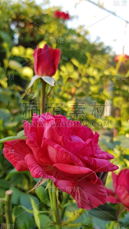 美丽的红玫瑰花和红玫瑰花蕾的侧视图上长的绿色茎特写。繁茂的杂色花瓣。红色和粉红色的条纹花瓣在模糊的绿