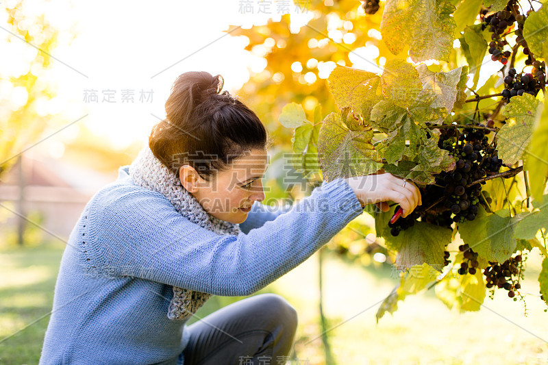 快乐的葡萄采摘工在葡萄藤上采摘葡萄