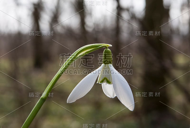 奇兰草的美丽无与伦比。