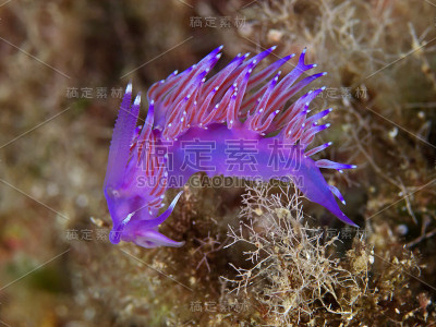 海蛞蝓，裸鳃海蛞蝓