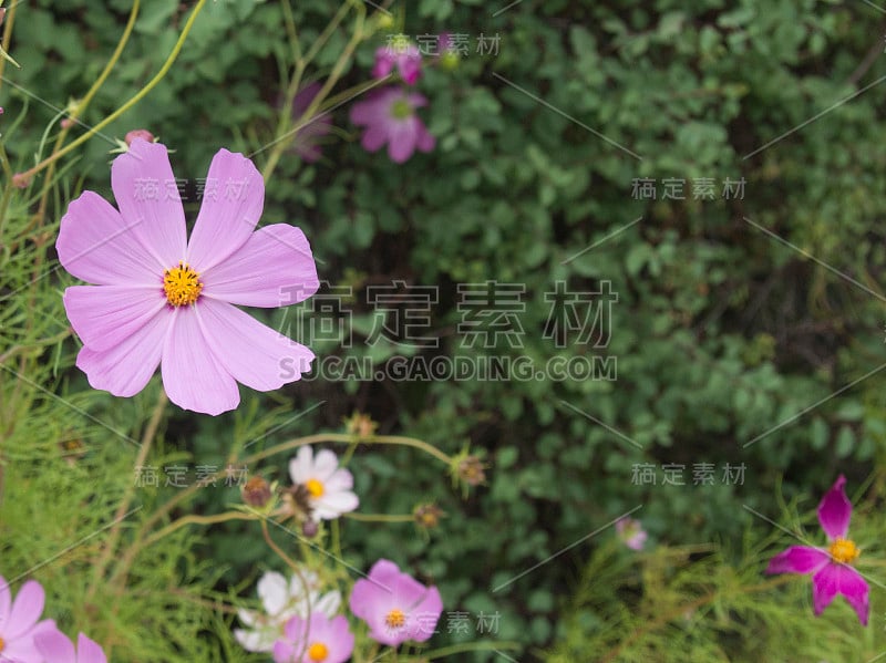 花园里盛开的宇宙花