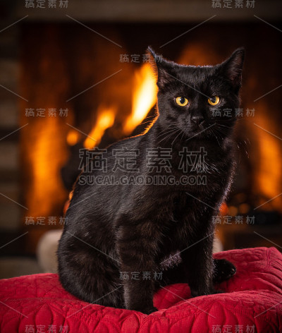 盯着黑猫