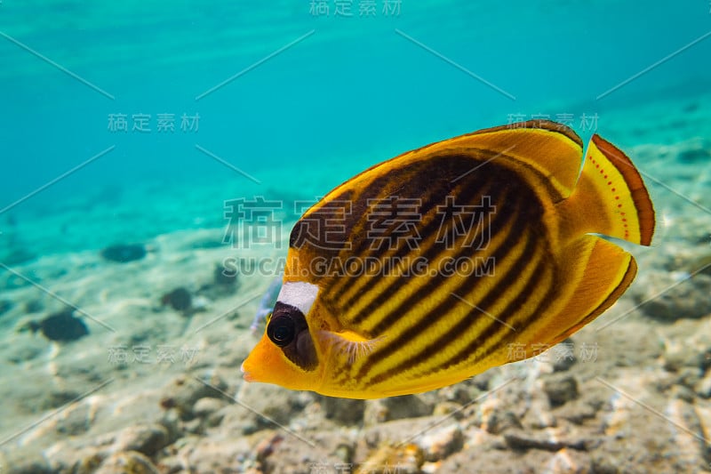 有脊状毛齿兽的红海珊瑚礁