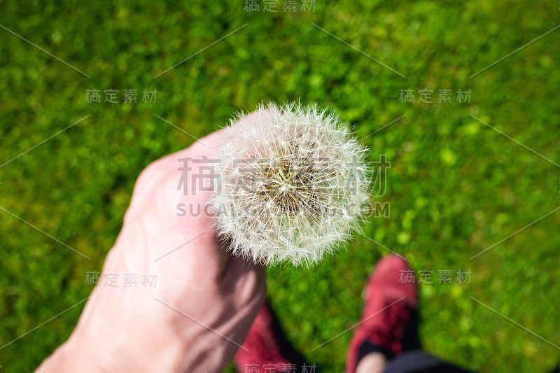 蒲公英种子头对着蓝天复制空间