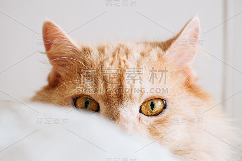 猫喜欢玩捉迷藏，猫