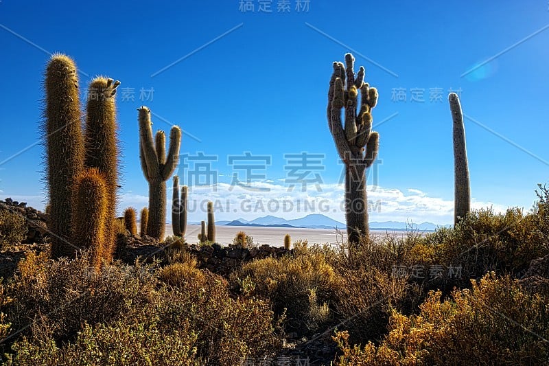 乌尤尼沙漠仙人掌山