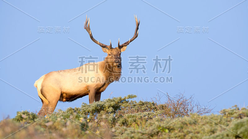 夕阳下的图里麋鹿