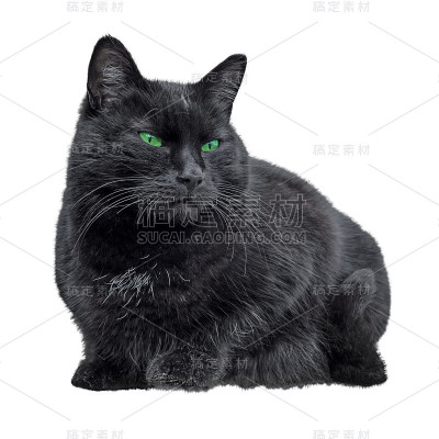 黑色的猫