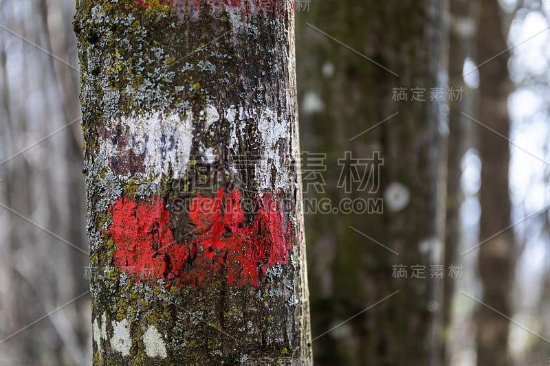 用白色和红色油漆标记森林小径。