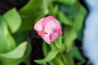 带郁金香的花坛