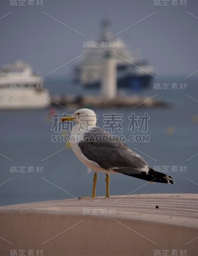 海鸥和船的背景