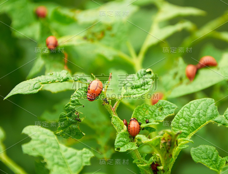 讨厌的科罗拉多小甲虫