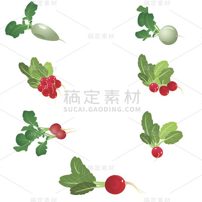 甜菜根和叶子