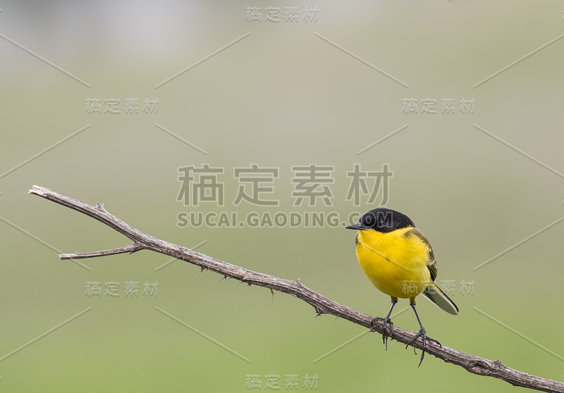 黄鹡鸰（Motacilla flava）