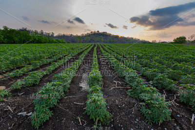 清晨的小木薯，泰国。