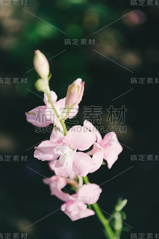 花，特写春天的花园- Stock形象