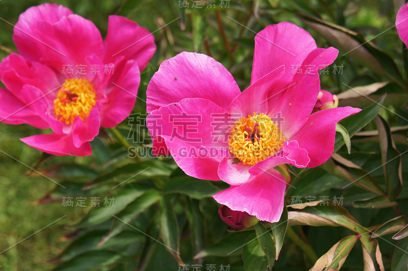 芍药(Paeonia officinalis)在花园中盛开