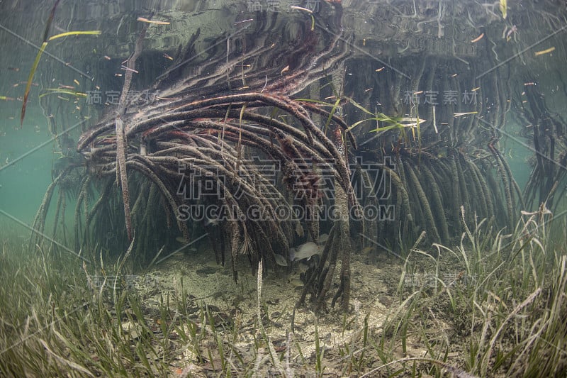 红树林、海草