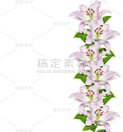 美丽的花朵