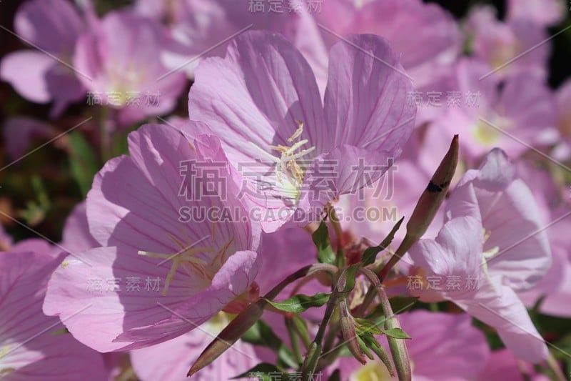 4/27/2018 Beautiful Pink Flowers