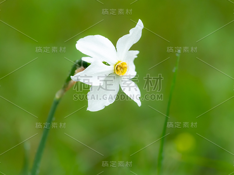 生长在草地上的开花水仙(辐射水仙