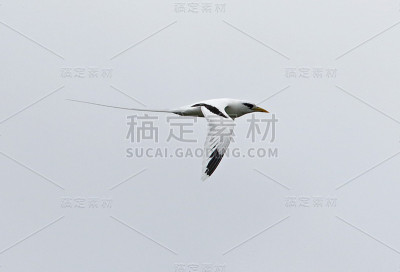白尾,之后